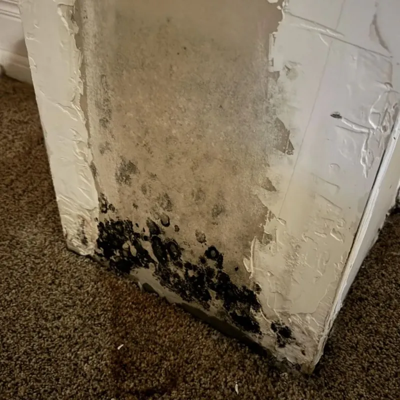 Professional Mold Removal in Louisa County, IA